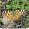 vanes cardui imago volg